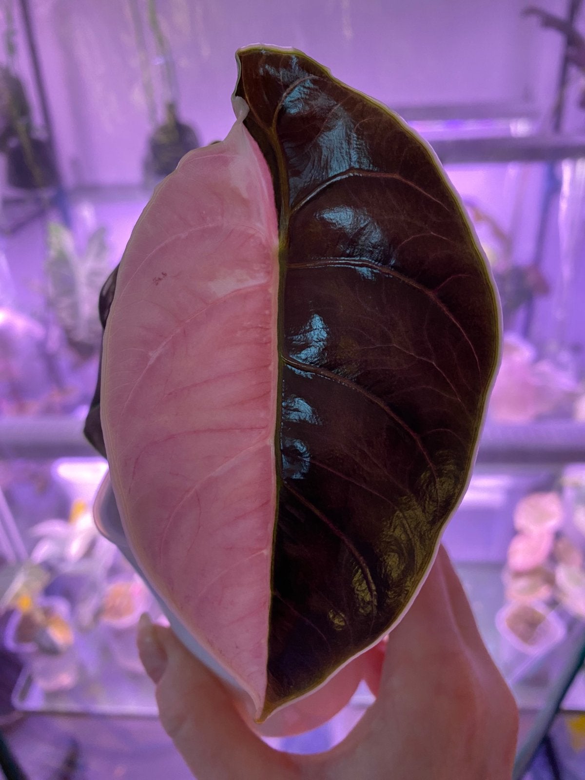 Alocasia Azlanii Pink variegata corms, Ophalen of Verzenden, Volle zon