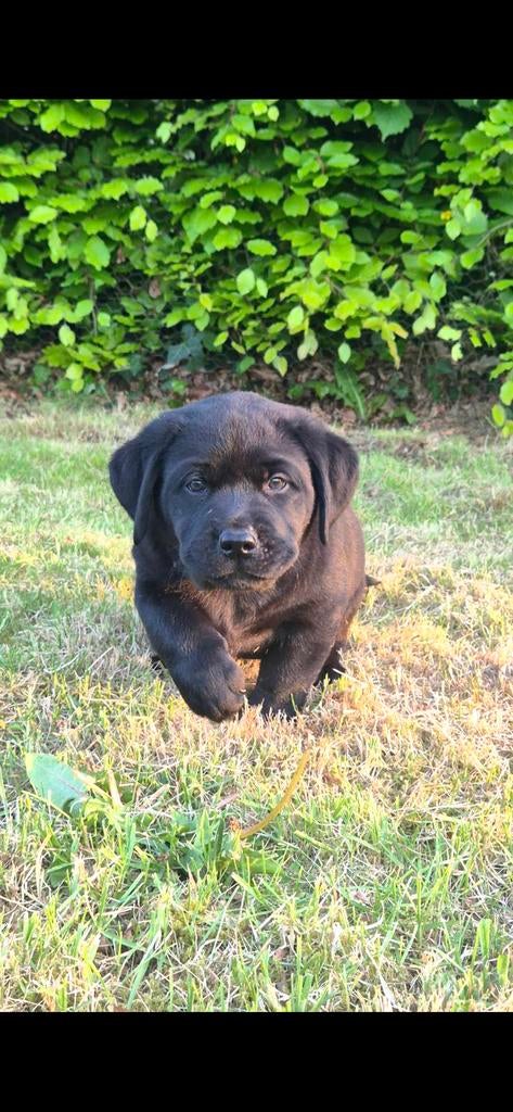 Zwarte Labrador pups, Dieren en Toebehoren, België, Fokker | Hobbymatig, 8 tot 15 weken, Labrador retriever