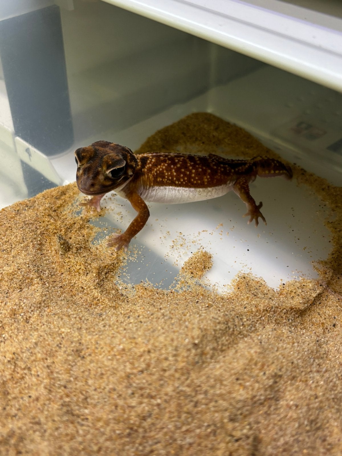 Koppel nephrurus vertebralis, Hagedis, 0 tot 2 jaar