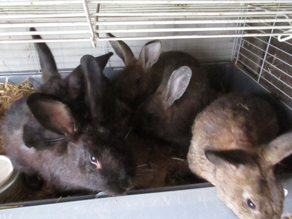 13 konijnen6 goede slacht konijnen  7dwergen 1koop e50,00, Dieren en Toebehoren, Konijnen, Meerdere dieren, Middelgroot, 0 tot 2 jaar