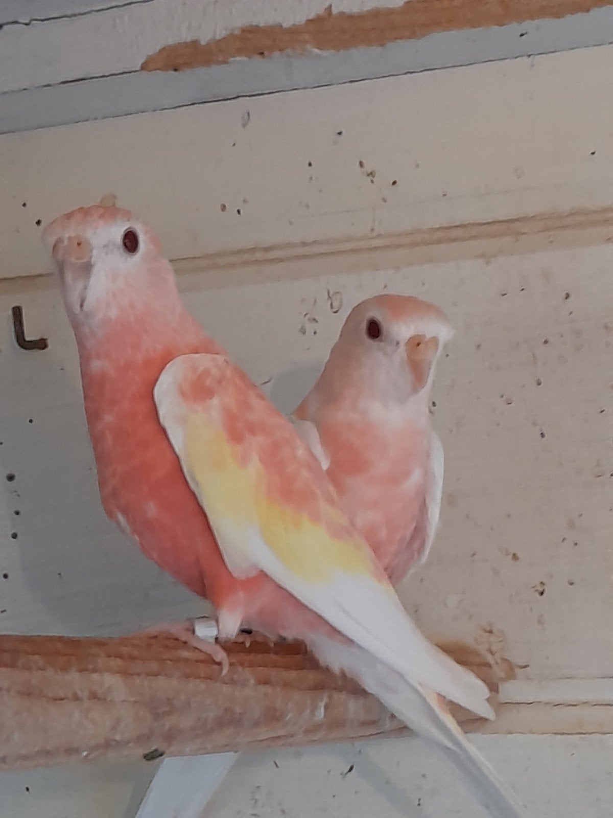 2 mooie Bourkes poppen van 2022 lutino en rubino geringd, Dieren en Toebehoren, Vogels | Overige Vogels, Vrouwelijk, Geringd