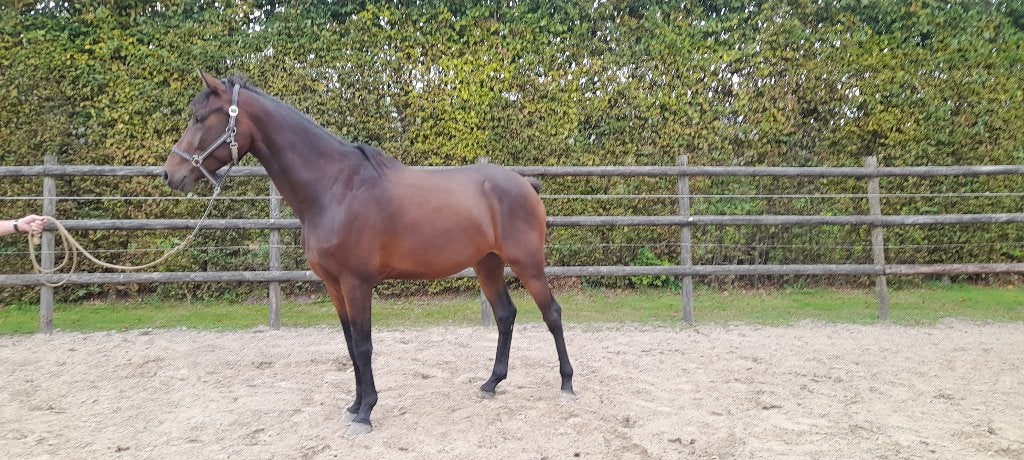 mooie donkerbruine kwpn 4 jarige ruin,1.67 hoog, Dieren en Toebehoren, Met stamboom, Ruin, Dressuurpaard, 3 tot 6 jaar