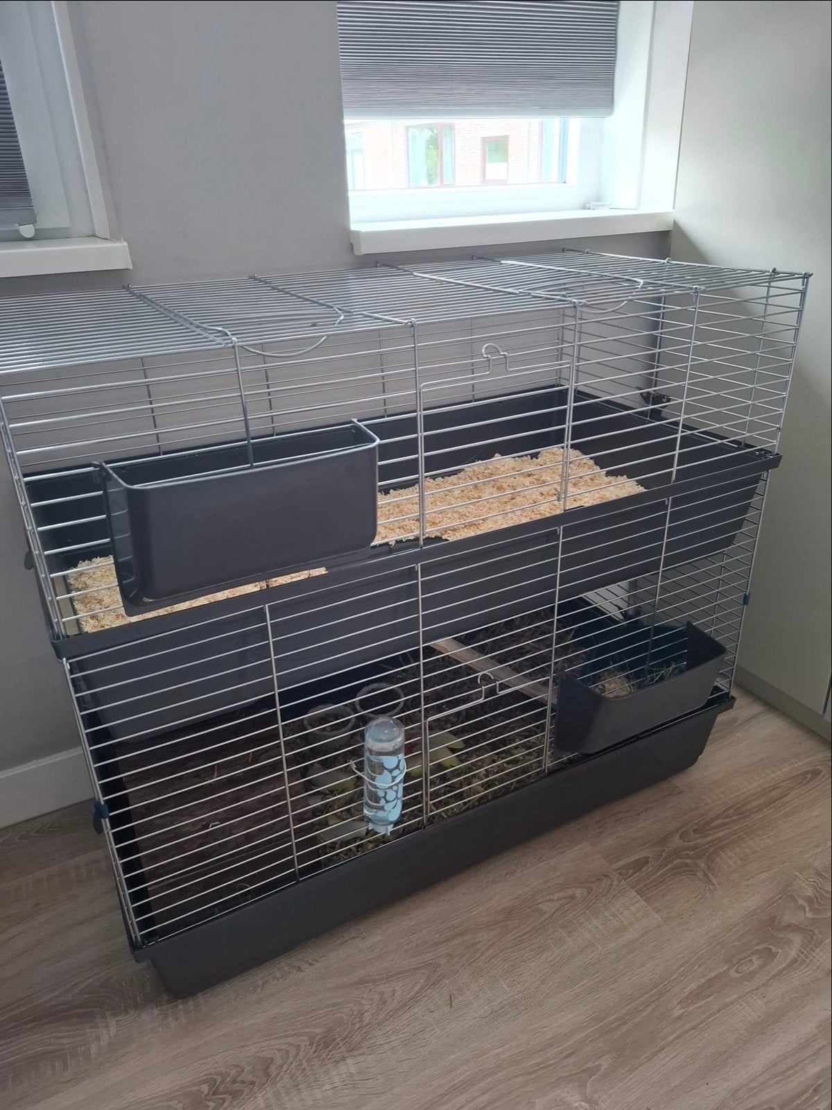 Twee superlieve jonge peruvian cavia’s met alle toebehoren, Dieren en Toebehoren, Mannelijk, Tam, Maart, Cavia