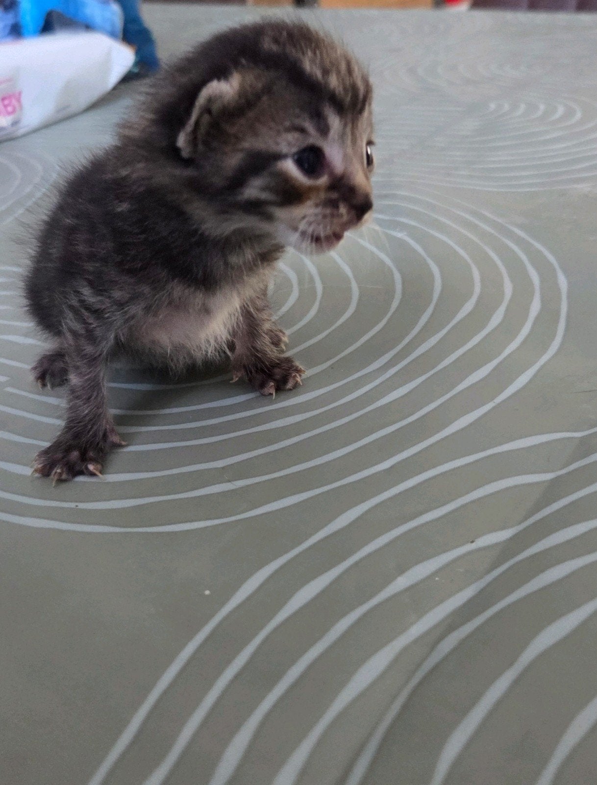 Kruising kittens, Meerdere dieren, Ontwormd