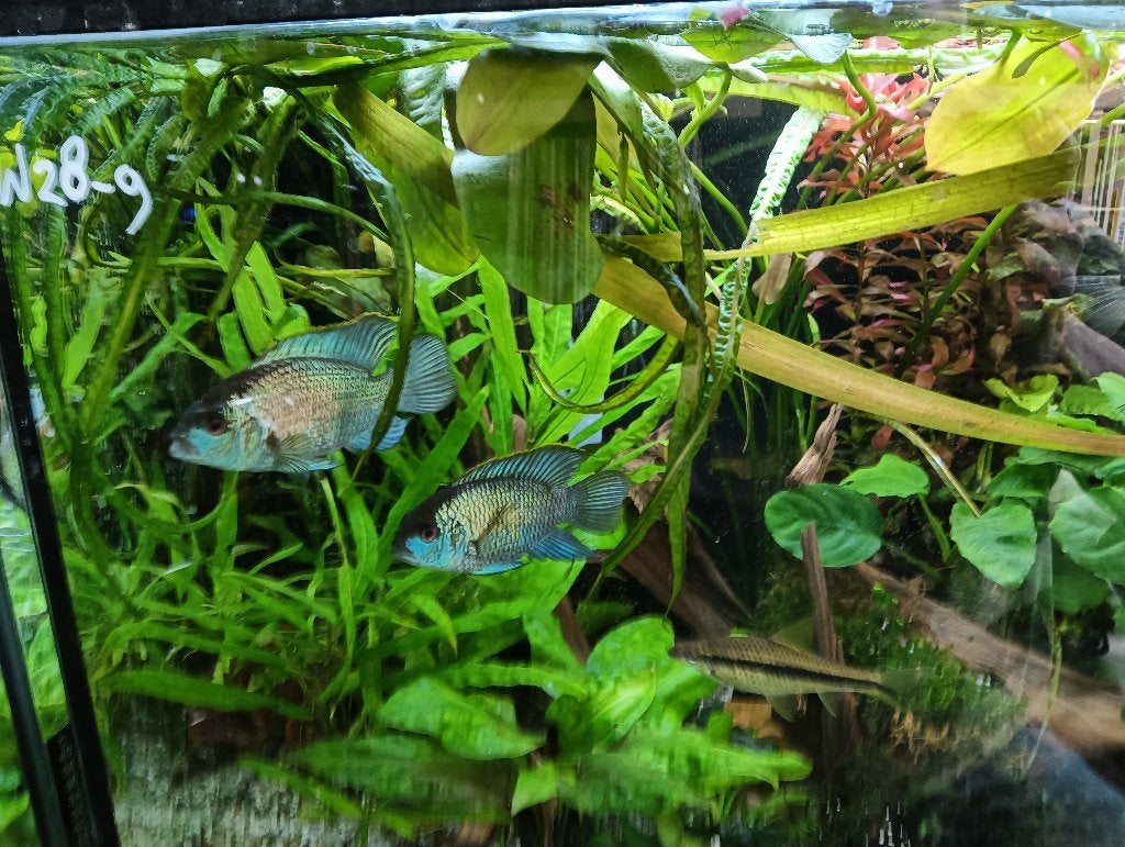 Electric Blue Acara Cicliden (Andinoacara Pulcher), Vis, Zoetwatervis, Schoolvis