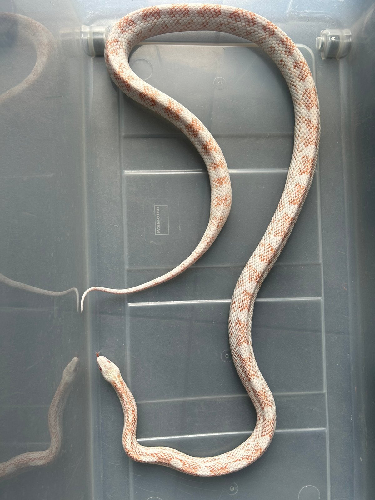 Korenslang te koop Corn Snake photo 5