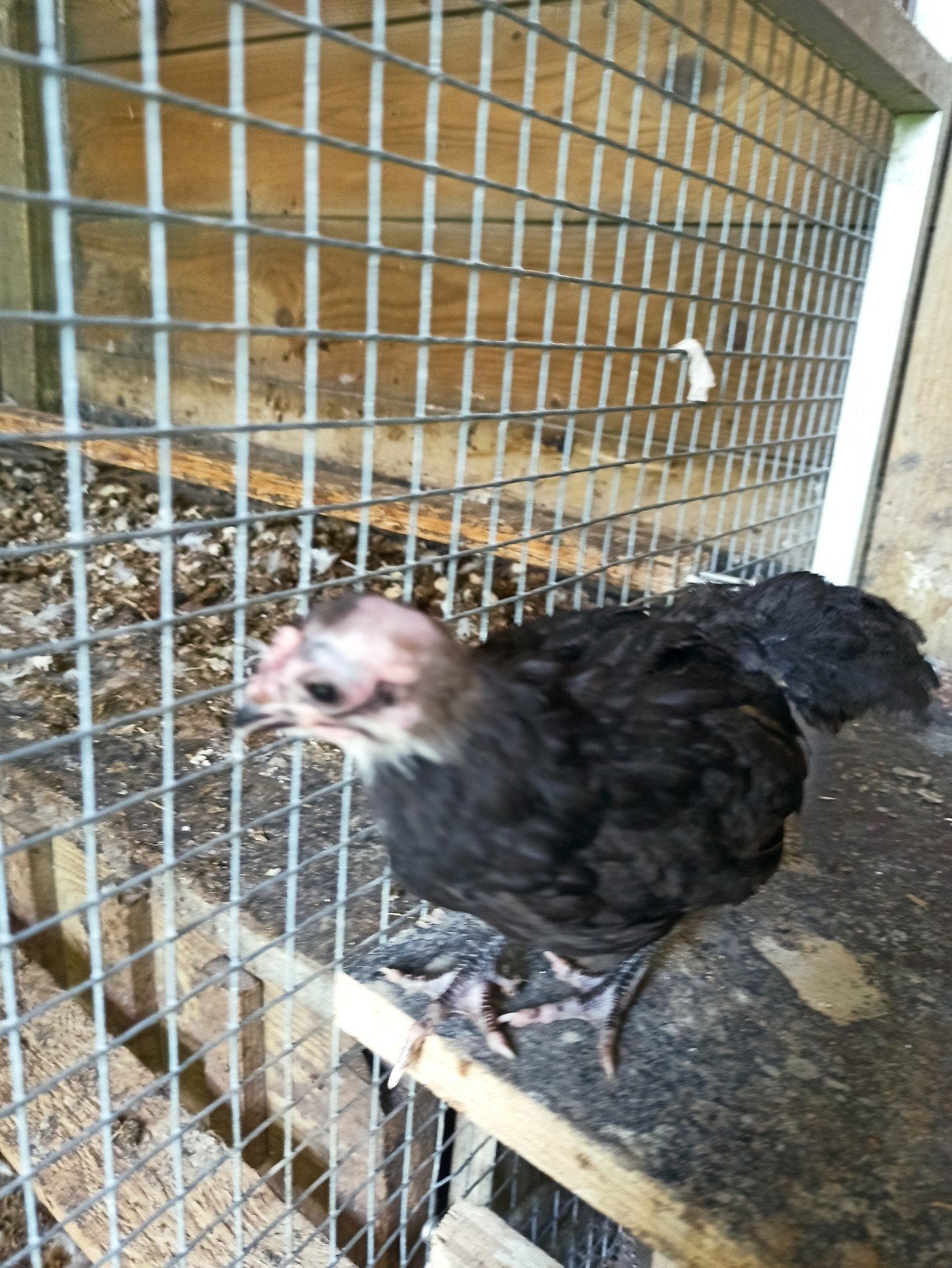 Kneusje hen australorp gratis, Vrouwelijk, Kip