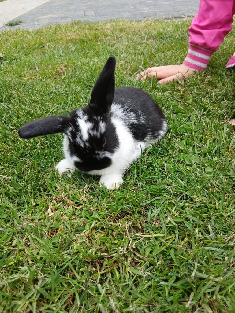 Lieve, makke, kindvriendelijke hangoor konijntjes!, Dieren en Toebehoren, Konijnen, Meerdere dieren, Hangoor