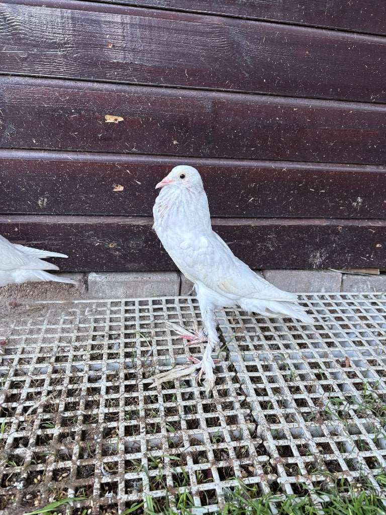 Groot Engelse kropper, Meerdere dieren, Kropper