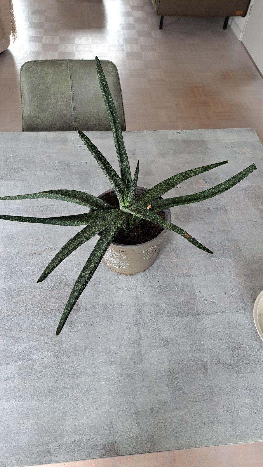 Gasteria plant in pot, Ophalen