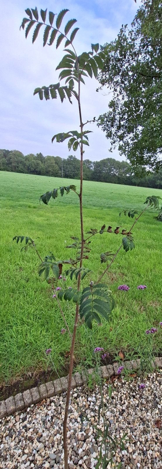 Jonge Lijsterbes Boom, Tuin en Terras, Ophalen, Volle zon, Overige soorten