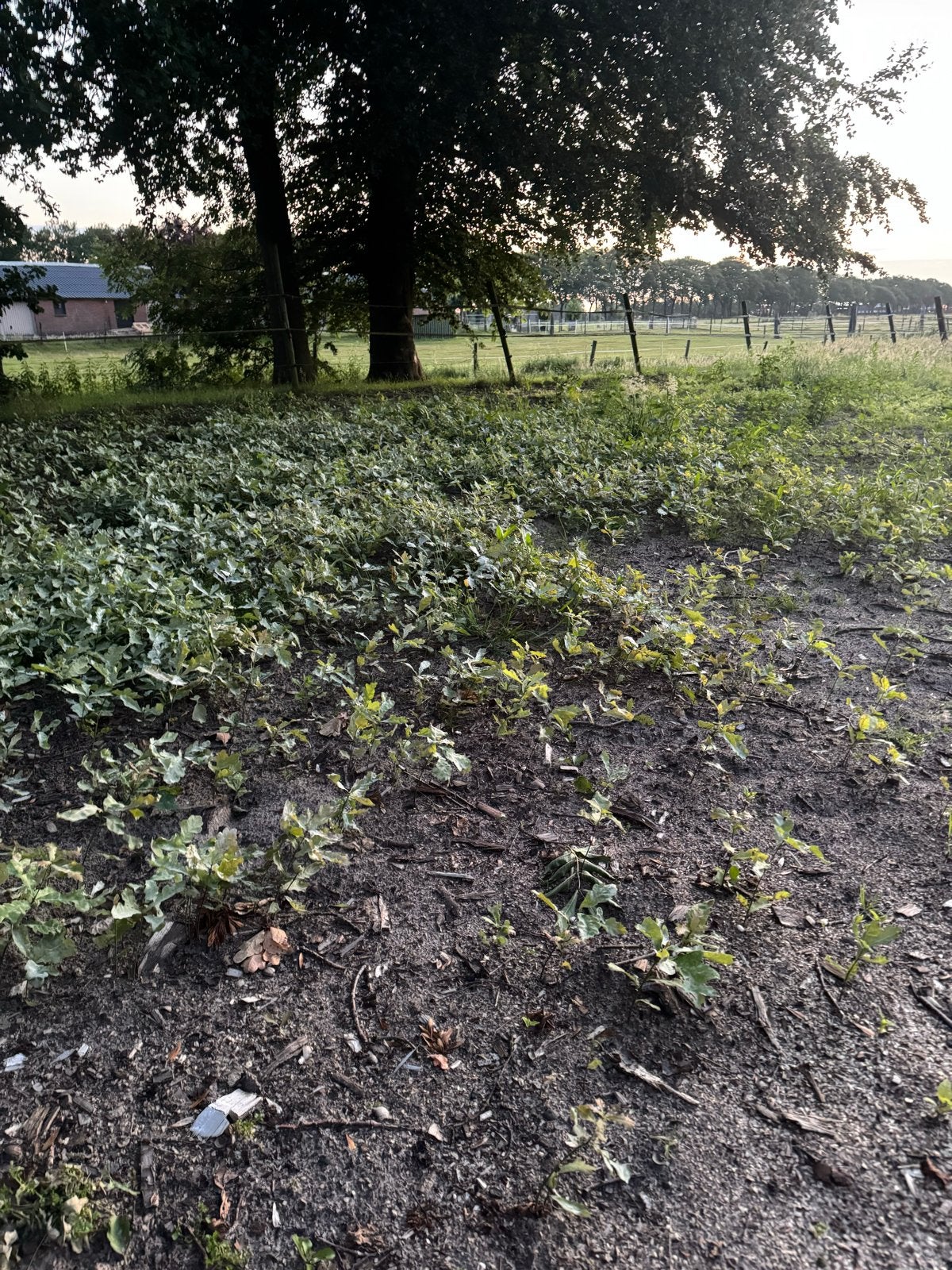 Jonge Eikenboompjes - Perfect voor uw tuin of bos, Tuin en Terras, Volle zon, Vaste plant, Bloeit niet, Ophalen