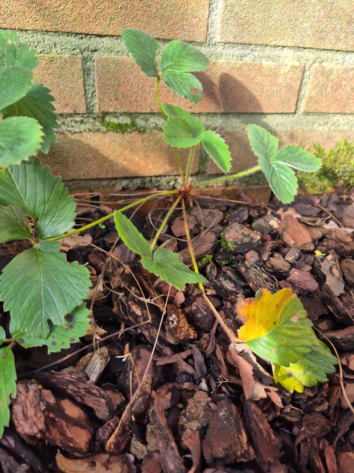 Biologische aardbei plantjes doordragers aardbeien, Ophalen, Volle zon, Vaste plant, Fruitplanten
