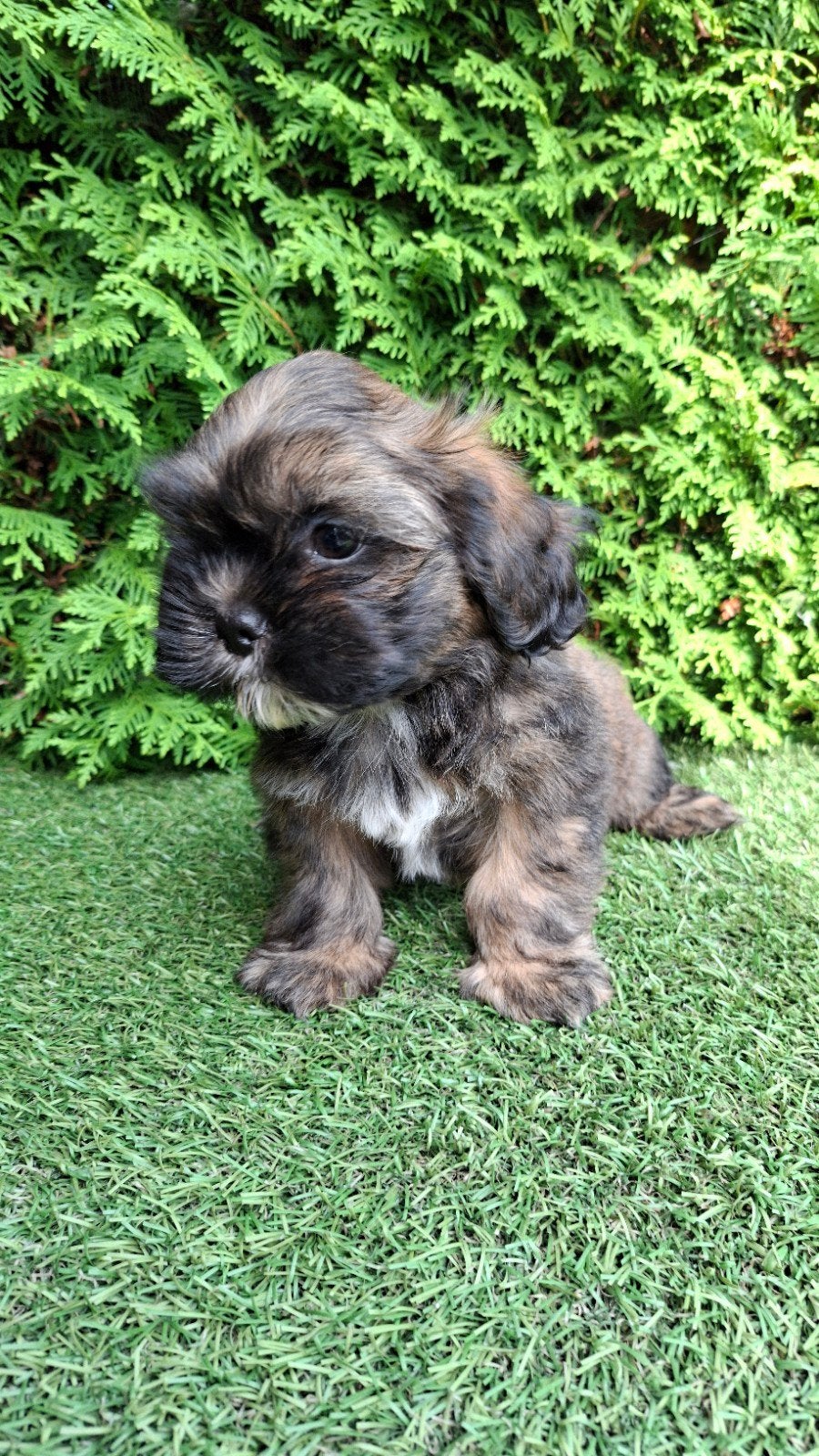 Zeer mooie speelse boomer pups., Parvo, 8 tot 15 weken, Meerdere, Nederland