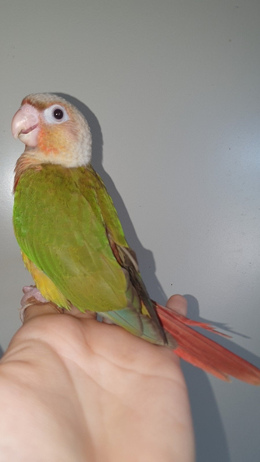 5 Handtamme pyrrhura molineaxpineapple babys! RUIL MOGELIJK., Meerdere dieren, Parkiet, Geringd