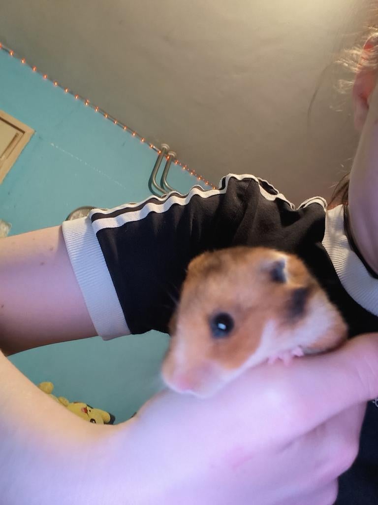 Syrische hamster met toebehoren, Hamster, April, Vrouwelijk, Tam