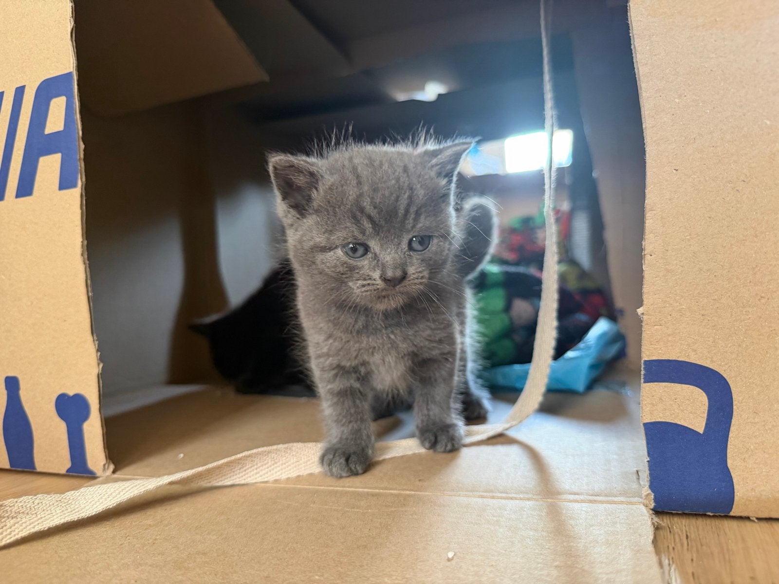 Lieve kittens, Dieren en Toebehoren, Kater, Kortharig, 0 tot 2 jaar