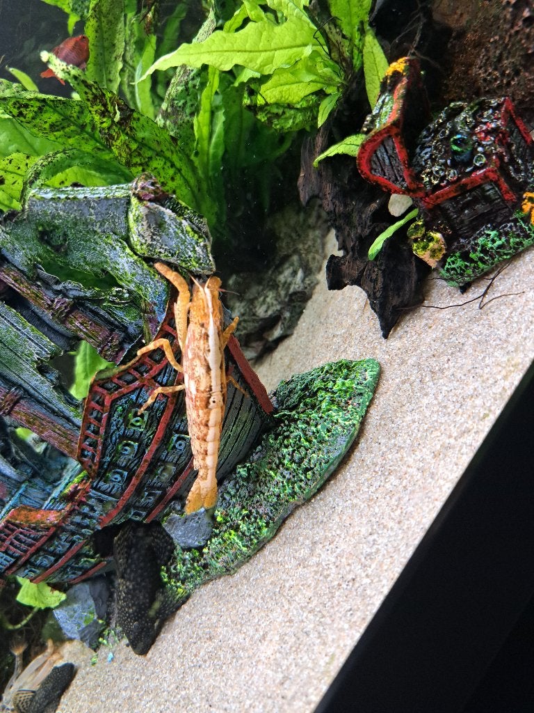 Garnaal, Kreeft, Krab of Garnaal, Zoetwatervis
