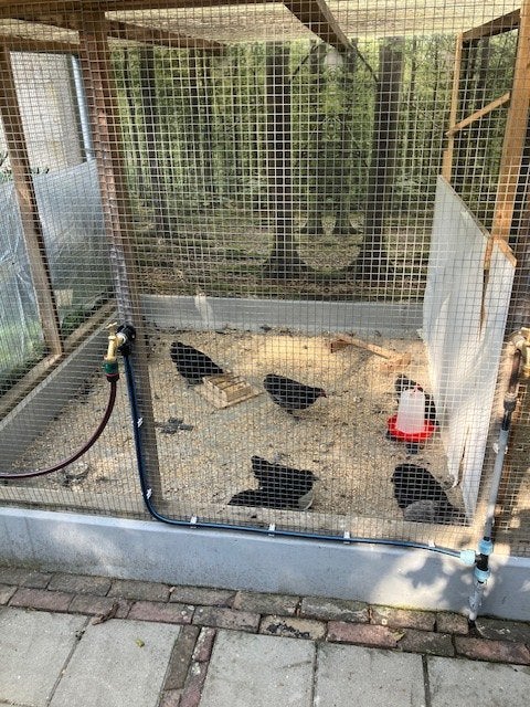 Orpington kuikens, Dieren en Toebehoren, Pluimvee, Mannelijk, Kip