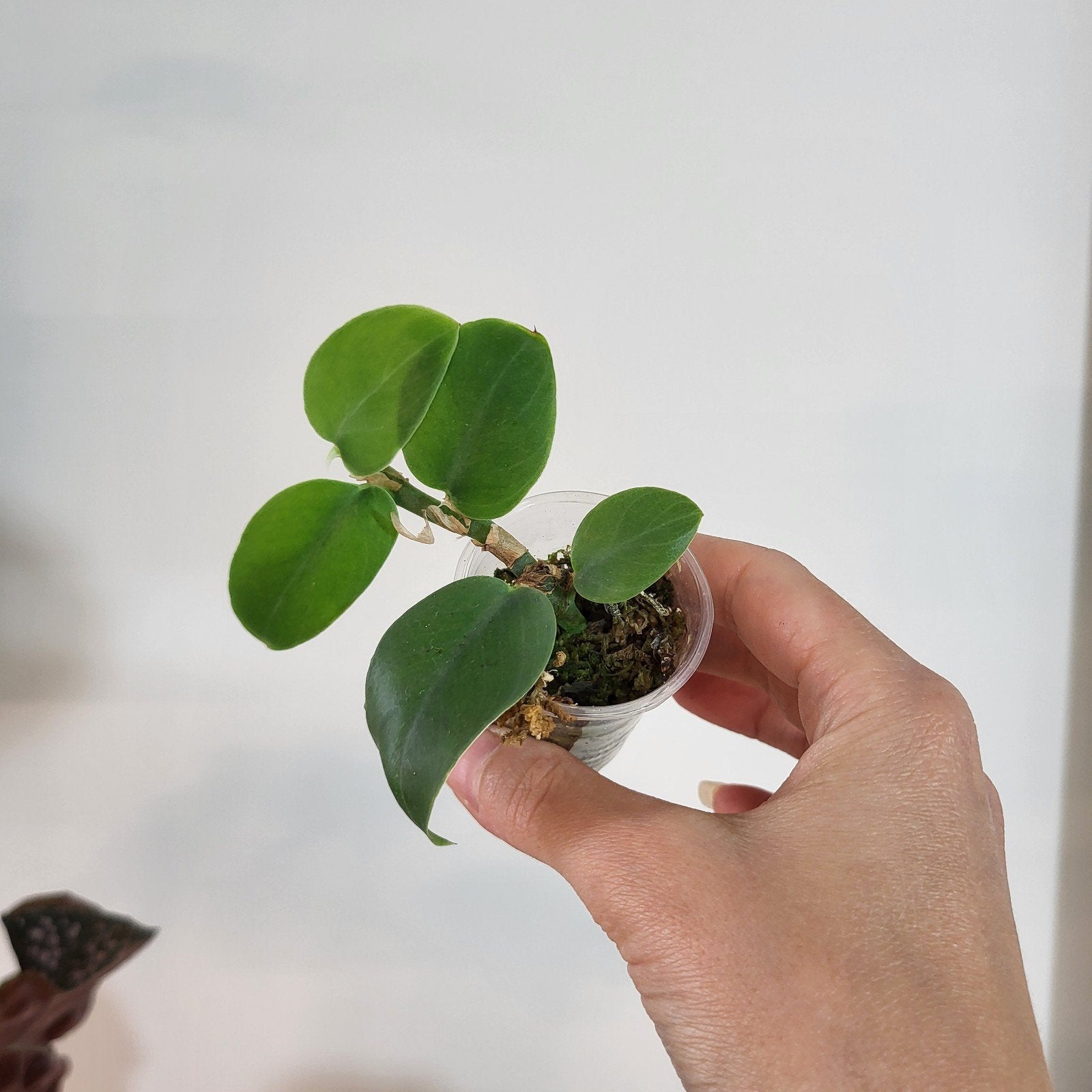 rhaphidophora hongkongensis, Ophalen of Verzenden, Halfschaduw, Minder dan 100 cm