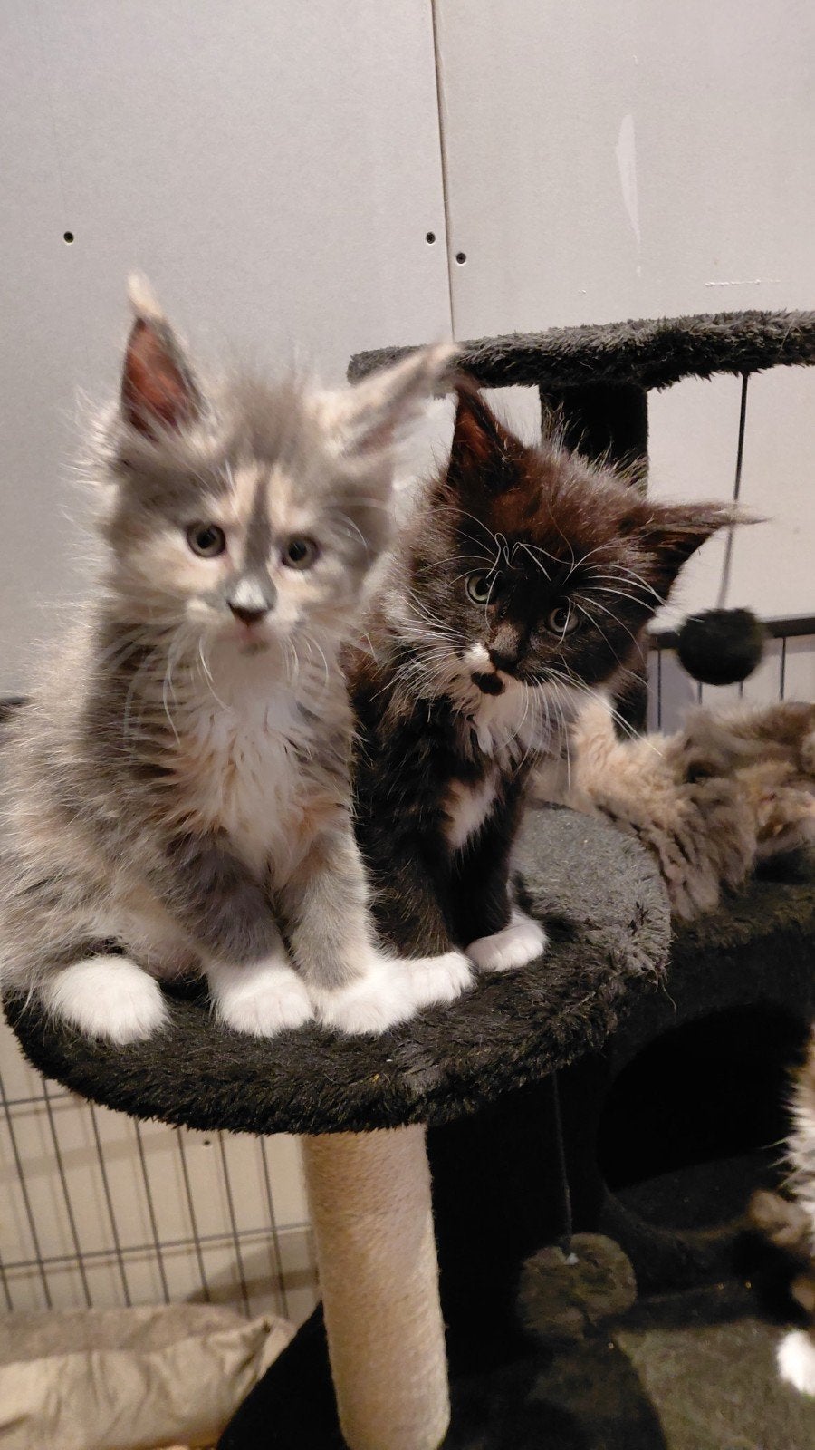 maincoon kittens, Meerdere dieren, Ontwormd