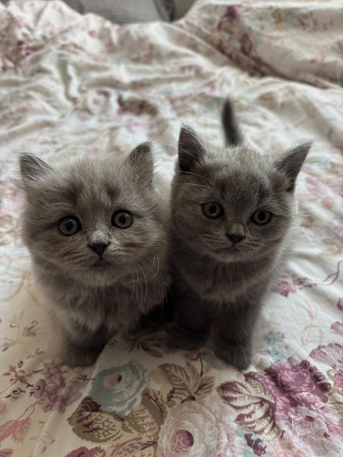 Britse korthaar kittens, Dieren en Toebehoren, Meerdere dieren, Ontwormd, 0 tot 2 jaar