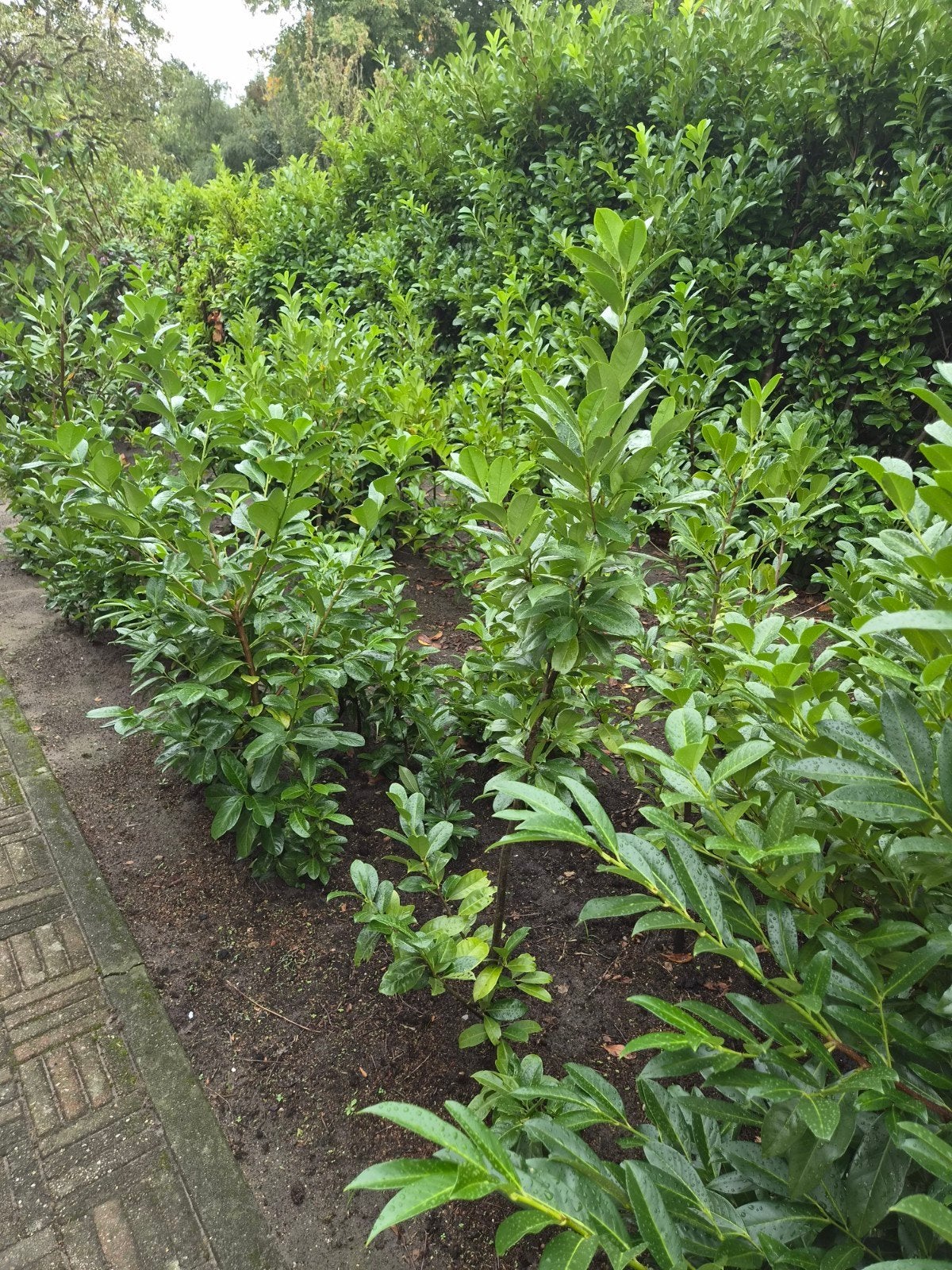 Laurier, Ophalen, Laurier, 100 tot 250 cm