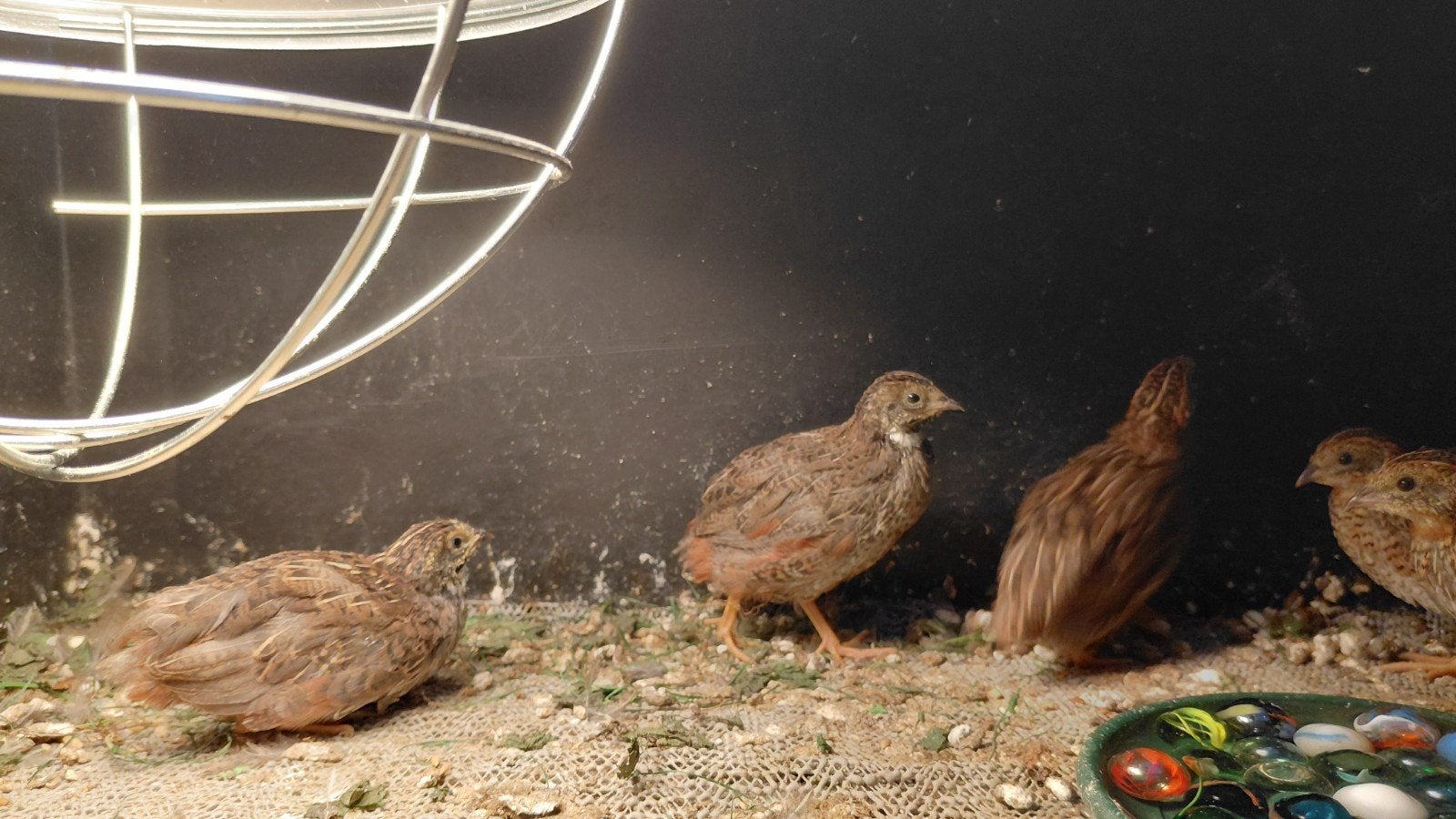 kwartel haantjes 3 stuks, Dieren en Toebehoren, Mannelijk
