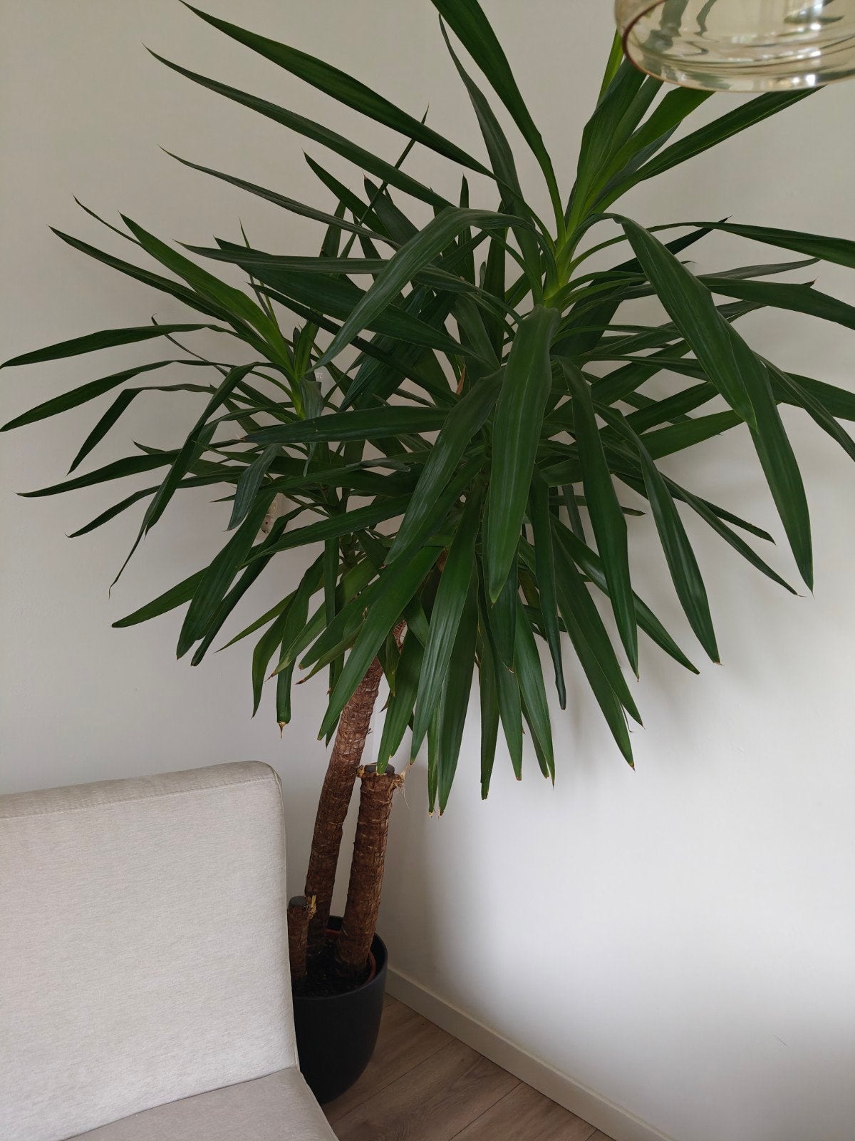 Grote gezonde Yuca inclusief pot. Ongeveer 2 meter hoog., Ophalen of Verzenden, Halfschaduw, 150 tot 200 cm