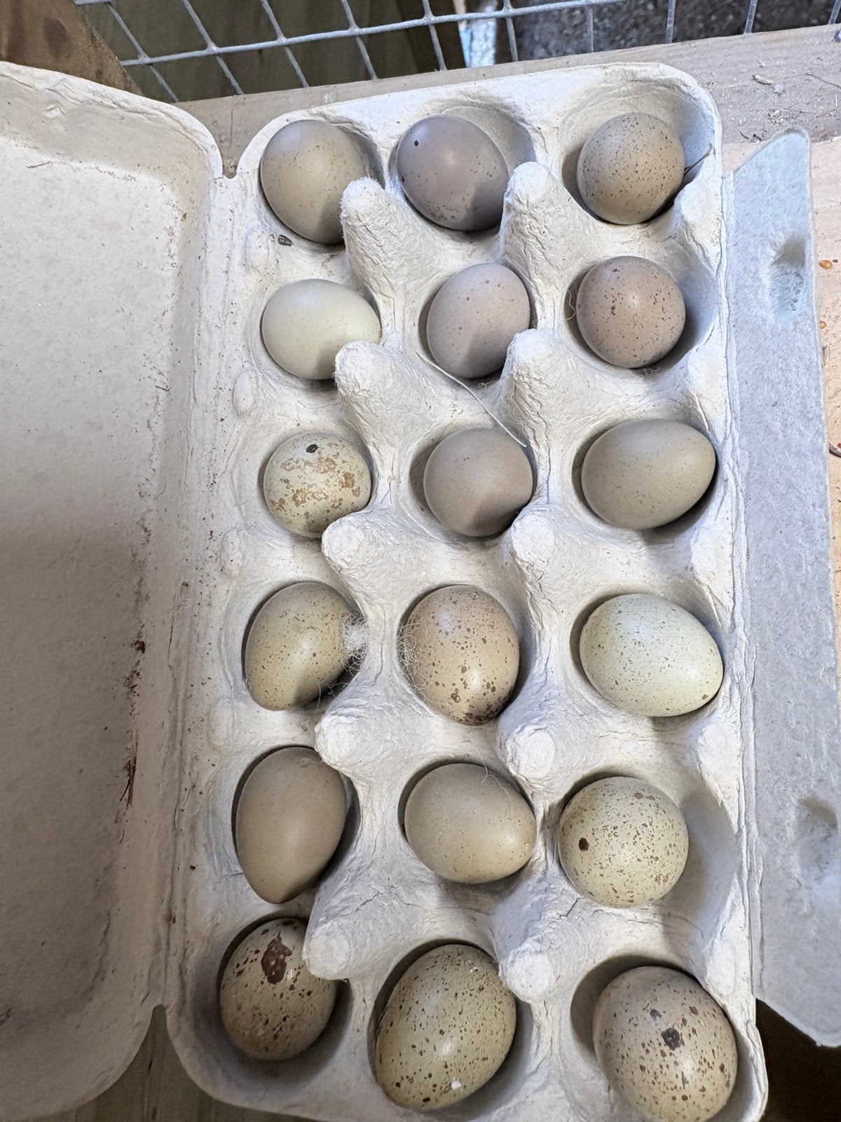 Broedeitjes van de chinese kwartel, Dieren en Toebehoren, Pluimvee, Geslacht onbekend, Overige soorten