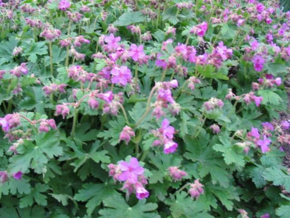 Geranium macrorrhizum (Ooievaarsbek, roze in grote pollen., Ophalen, Bodembedekkers, Volle zon, Vaste plant