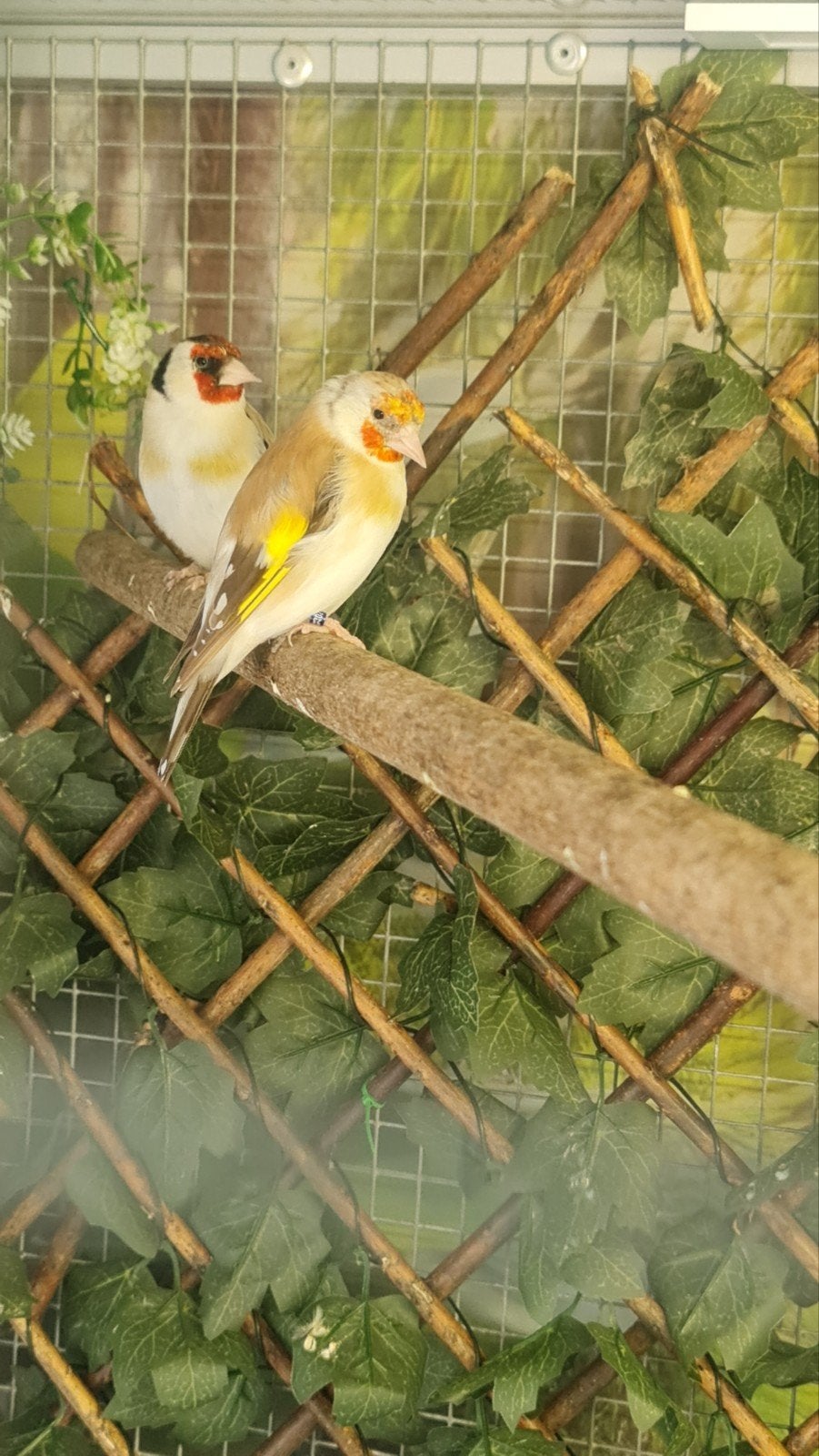 Hele mooie Majoor putter koppel, Dieren en Toebehoren, Vogels | Overige Vogels, Meerdere dieren, Wildzangvogel