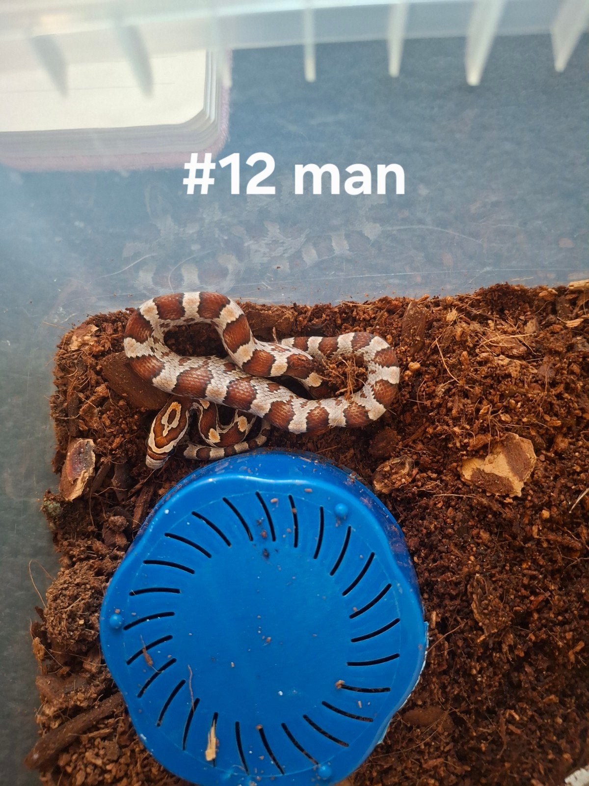 rattenslang nakweek 2026 Pantherophis guttatus Corn Snake photo 9