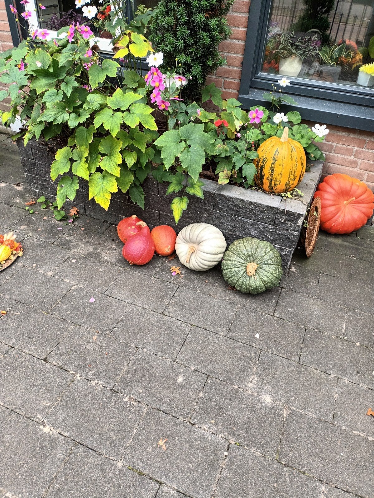 Pompoenen en kalebassen., Ophalen, Overige soorten, Volle zon