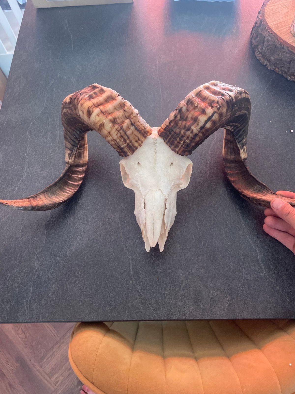 Ram schedel met hoorns - Decoratie, Verzamelen, Overige Verzamelen, Ophalen of Verzenden, Gebruikt