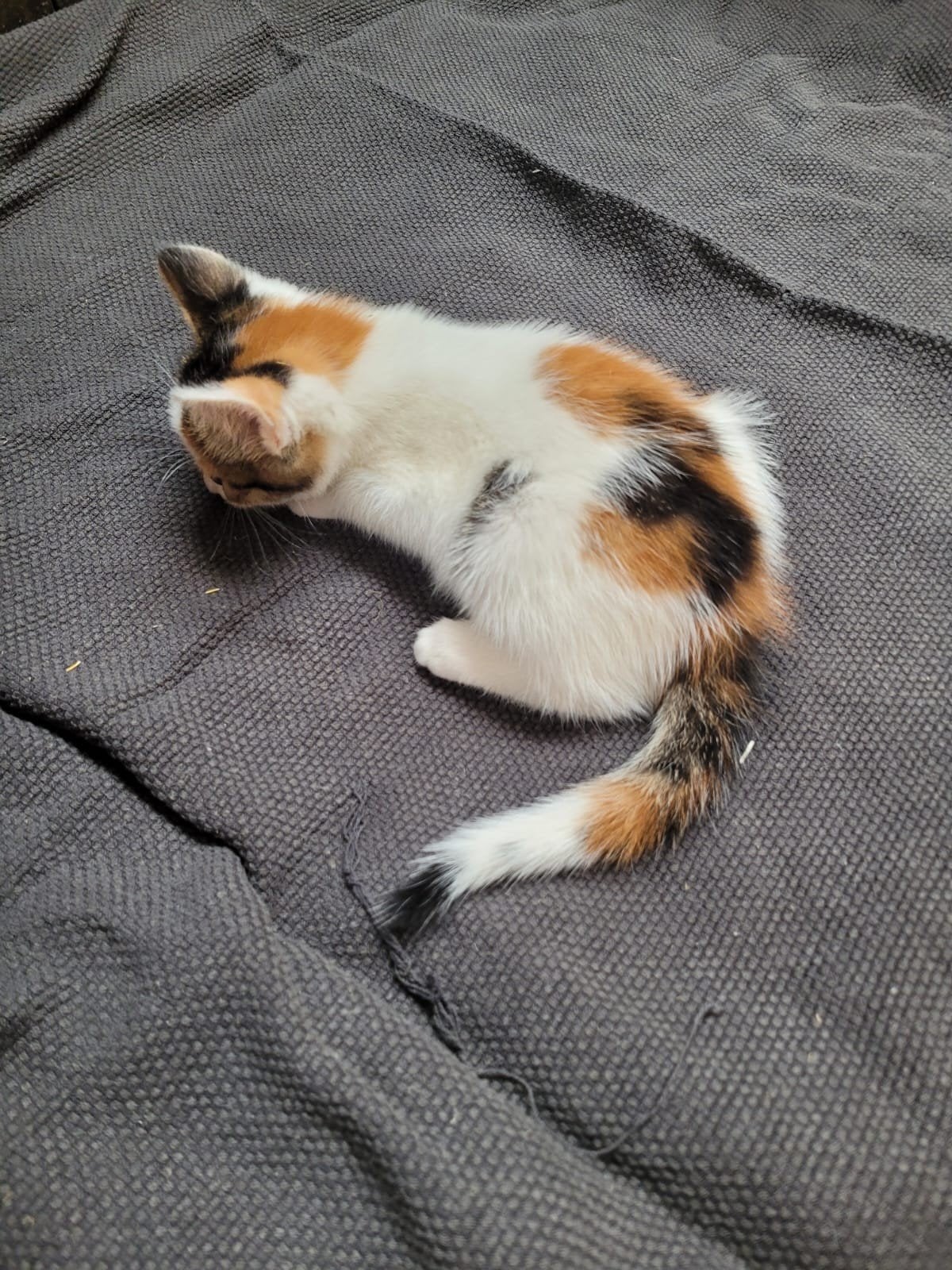 Lieve mooie kittens, Dieren en Toebehoren, Poes
