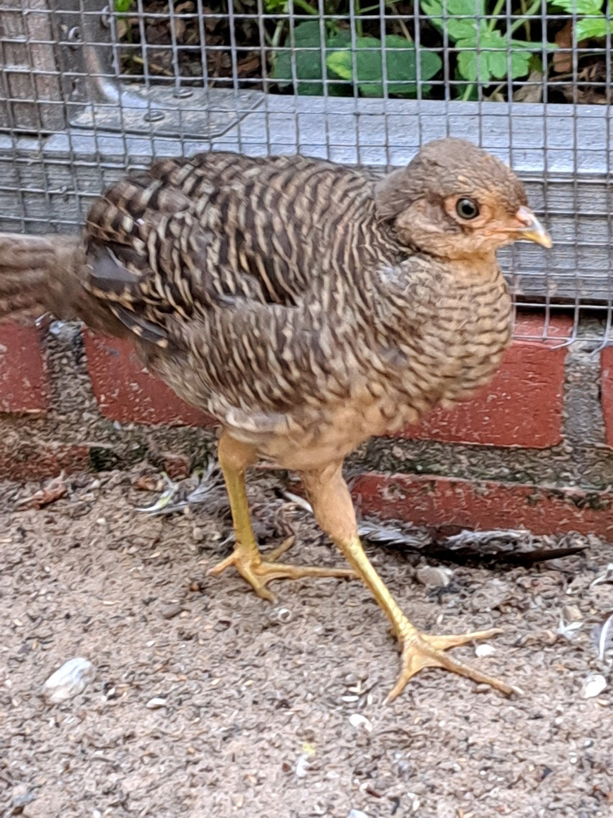 2 jonge goudfazanten, Dieren en Toebehoren, Geslacht onbekend, Overige soorten