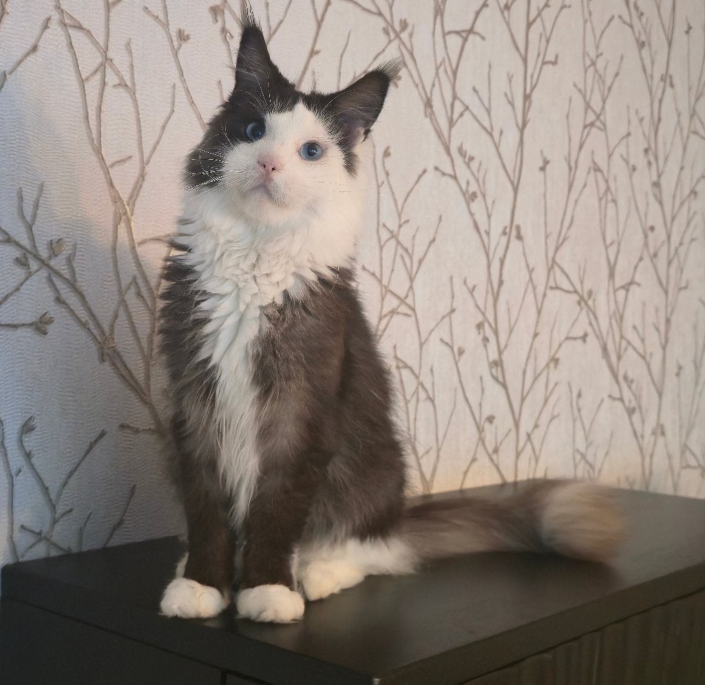 Black Smoke & White Maine Coon (Poes) met blauwe ogen, Dieren en Toebehoren, Poes, Met stamboom, 3 tot 5 jaar
