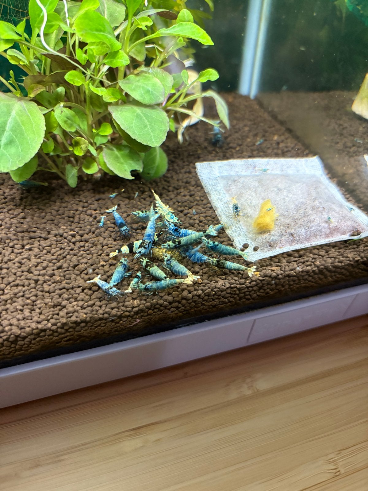 Compleet aquarium blue bolt, panda en shadow garnalen, Dieren en Toebehoren, Vis