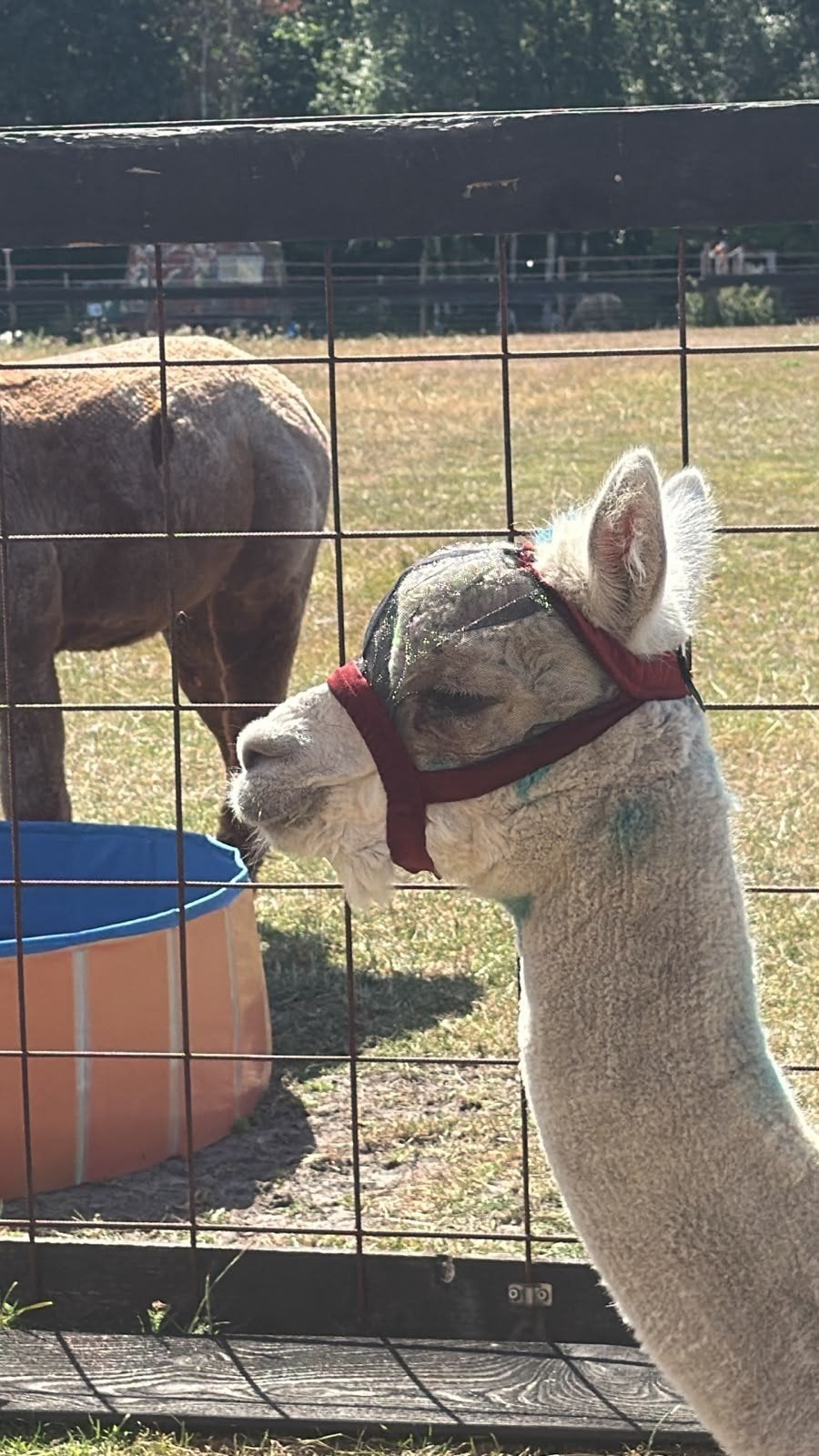 alpaca vliegen bescherming.verschillende maten ., Maart, Geslacht onbekend