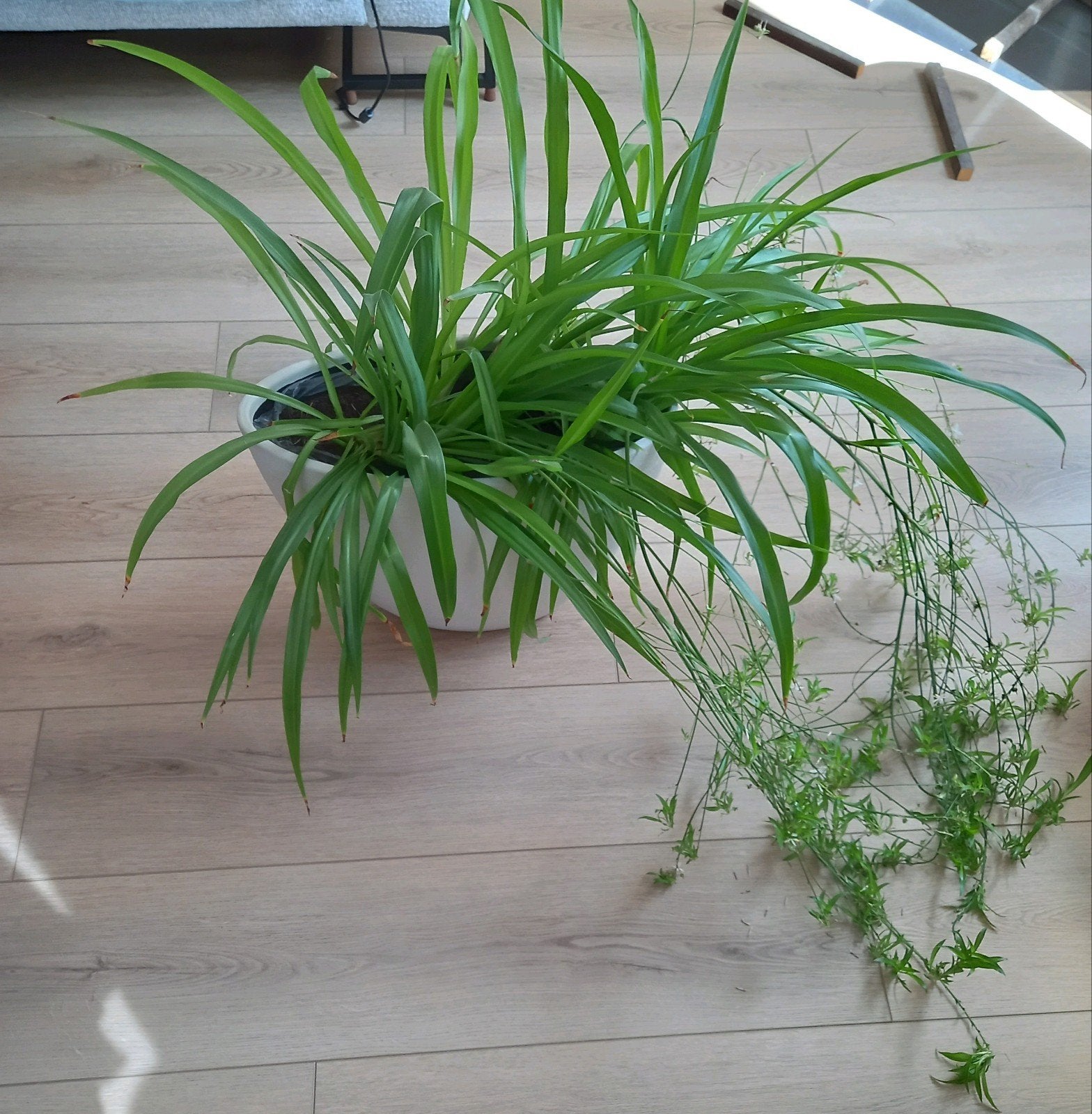 4 hele grote groene graslelie's met stekjes, Huis en Inrichting, Kamerplanten, Ophalen, Overige soorten, Halfschaduw