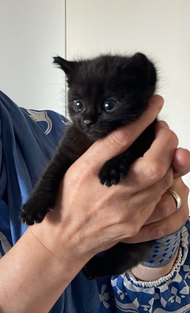 poesje voor 150 euro, Poes, 0 tot 2 jaar