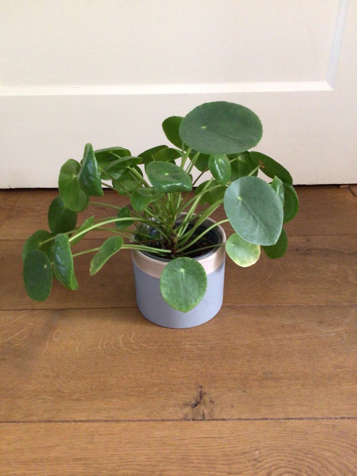 Grote, volle pannenkoekplant, Ophalen, Vetplant, Halfschaduw, Minder dan 100 cm