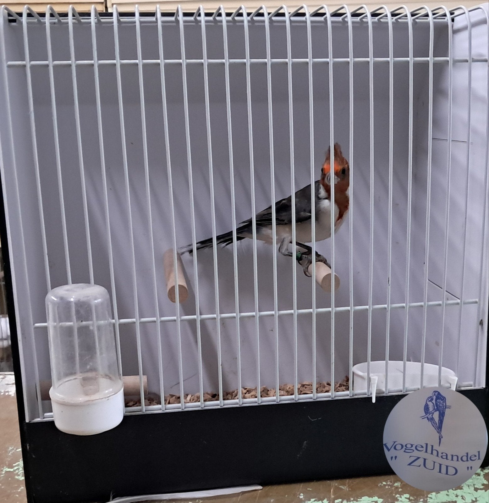1-0 roodkuif kardinaal, Dieren en Toebehoren, Vogels | Overige Vogels, Meerdere dieren, Tropenvogel, Geringd
