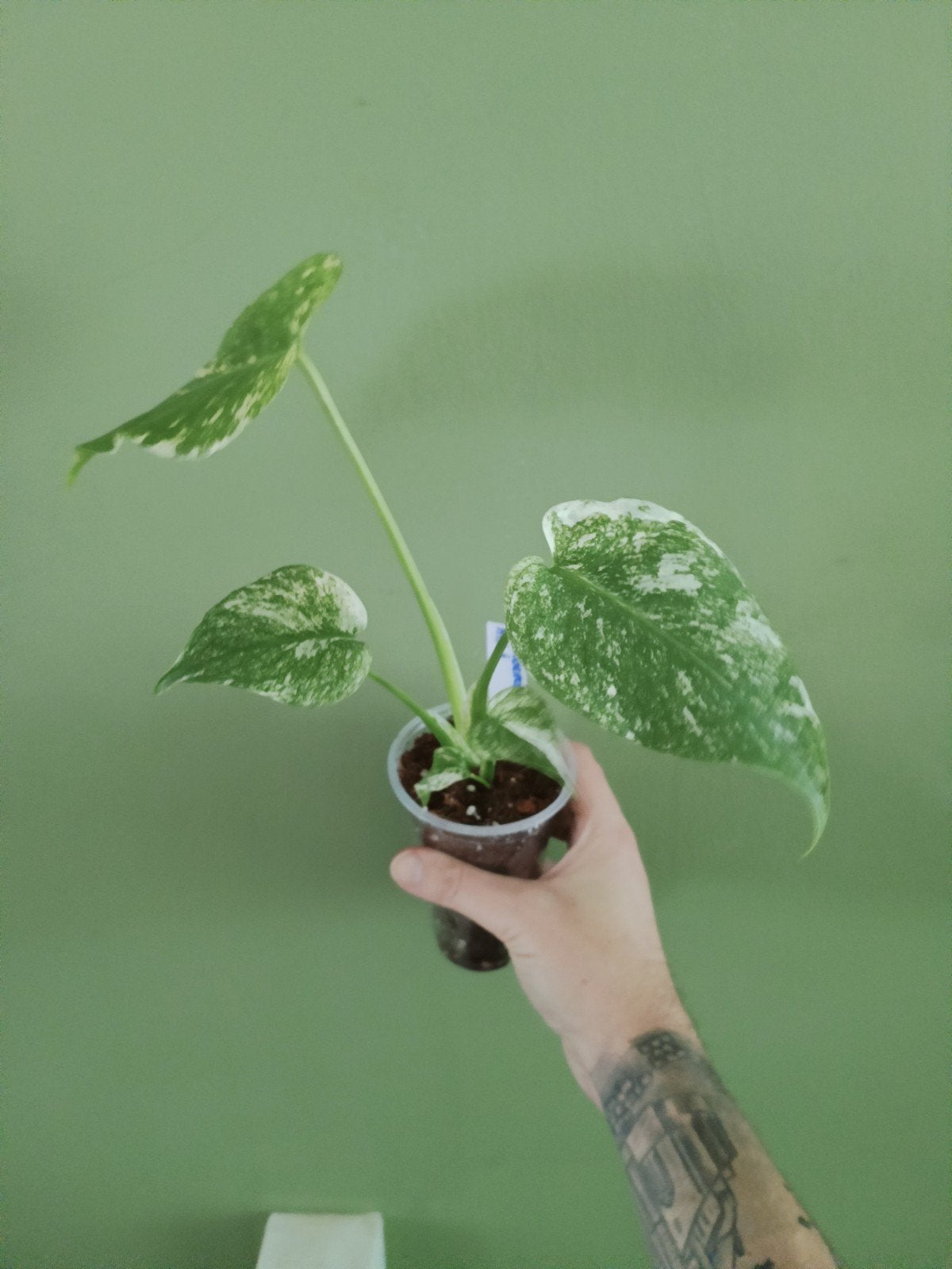 monstera mint, Ophalen of Verzenden, Halfschaduw, Minder dan 100 cm