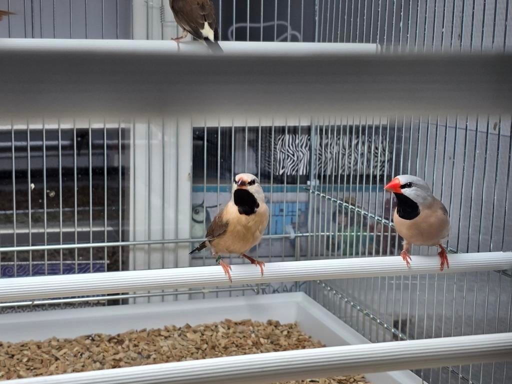 Spitsstaart amadine., Dieren en Toebehoren, Meerdere dieren