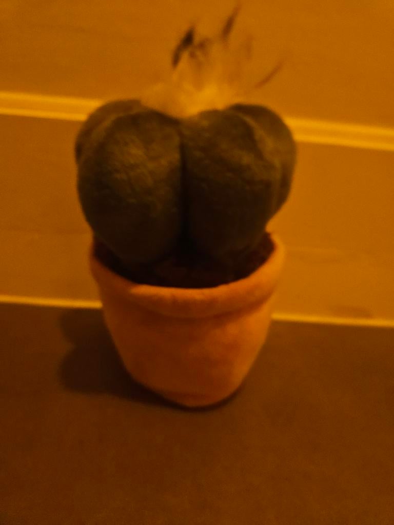 Leuke kunstcactus in pot, Ophalen of Verzenden