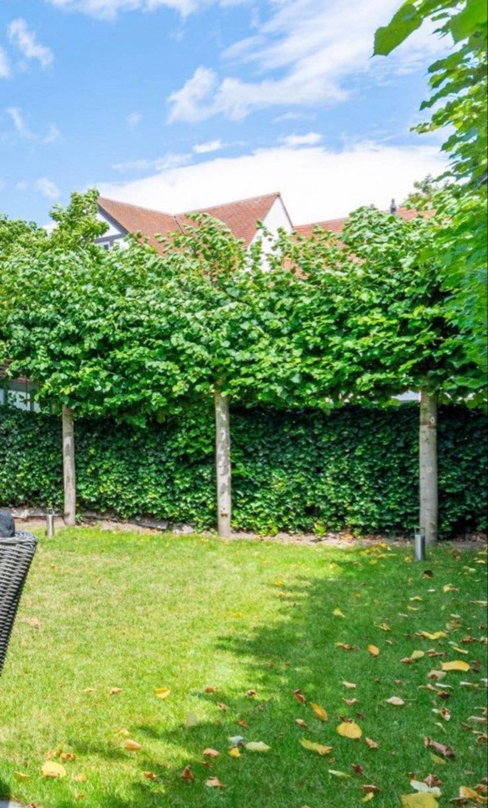 4 Leibomen te koop - Zelf uitgraven, Tuin en Terras, Ophalen, Leiboom, 250 tot 400 cm