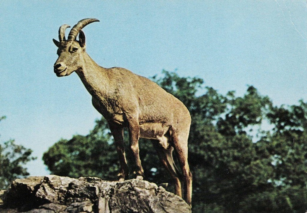 Steenbok  463, Ophalen of Verzenden, 1980 tot heden, Ongelopen, Wild dier