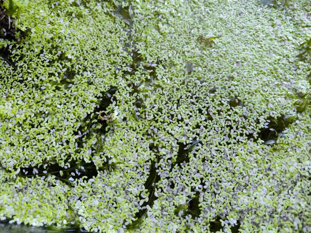 Ruilen guppiegras en eendenkroos (duckweed), Dieren en Toebehoren, Ophalen, Nieuw, Plant(en), Steen of Hout